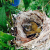 Goldfinch nestling