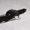 Devil's Coach Horse Beetle