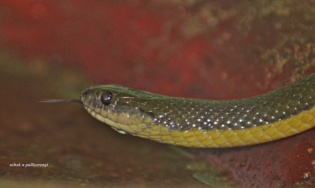 Olive keelback snake