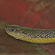 Olive keelback snake
