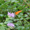 Gulf Fritillary Butterfly