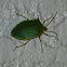 Spined Green Stink Bug