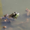 Watersnake and Bullfrog