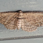 Brown Bark Carpet Moth