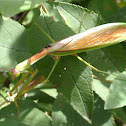 Chinese Mantis