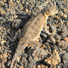 common lesser earless lizard