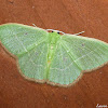 Red-Fringed Emerald Moth