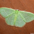 Red-Fringed Emerald Moth