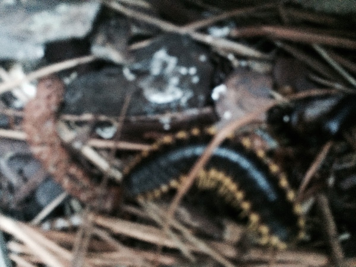Spotted Yellow Millipede