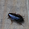 cockroach, wild species