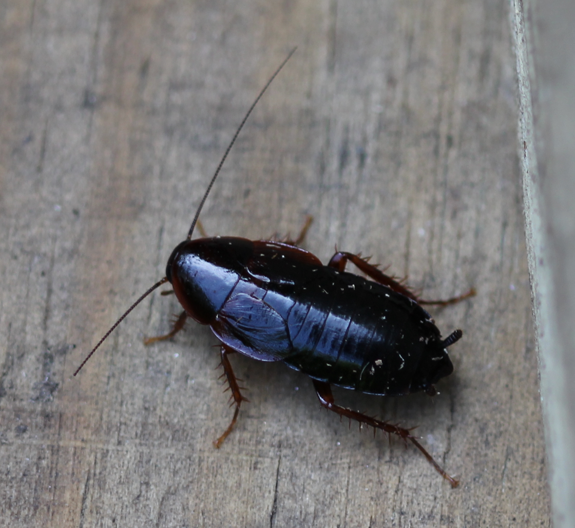 cockroach, wild species
