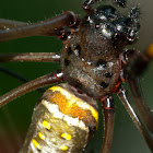 Golden Orb Weaver Spider