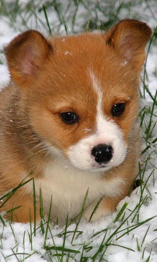 Corgis Wallpapers