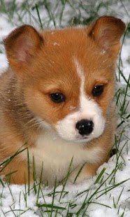 How to download Corgis Wallpapers 1.0 apk for pc
