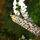 Crotalaria Moth