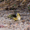 Grey Wagtail; Lavandera Cascadeña