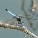 Blue dasher