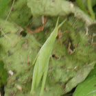 Slanted-face Grasshopper