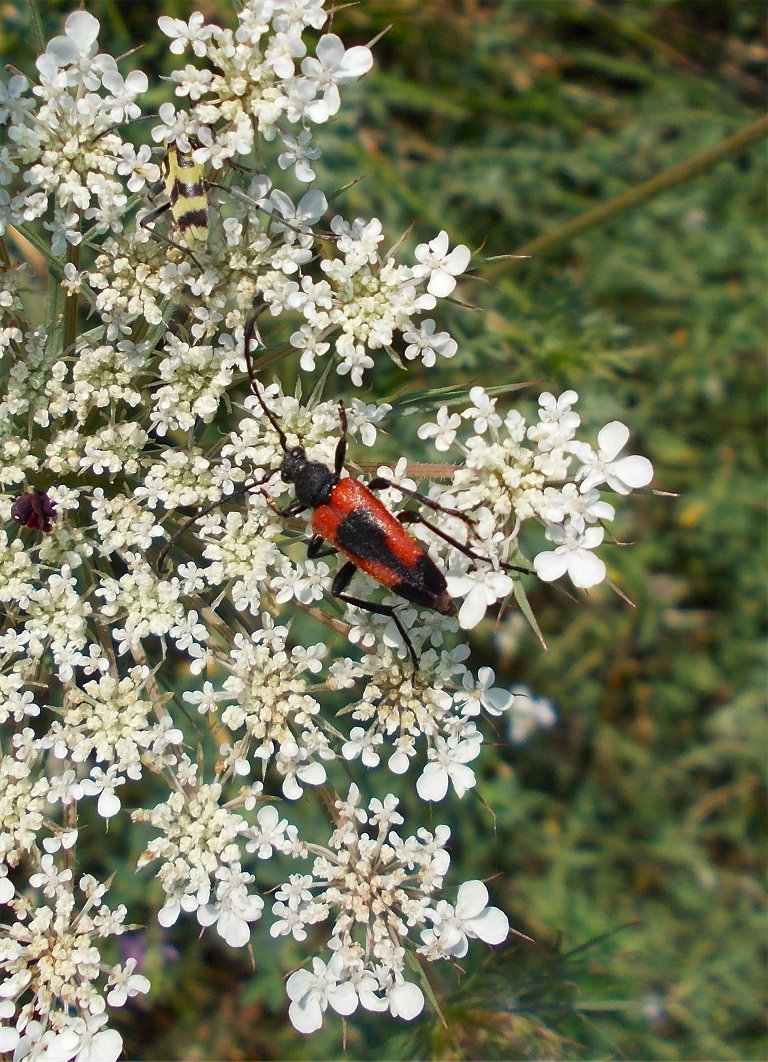Red Flower Longhorn Beetle