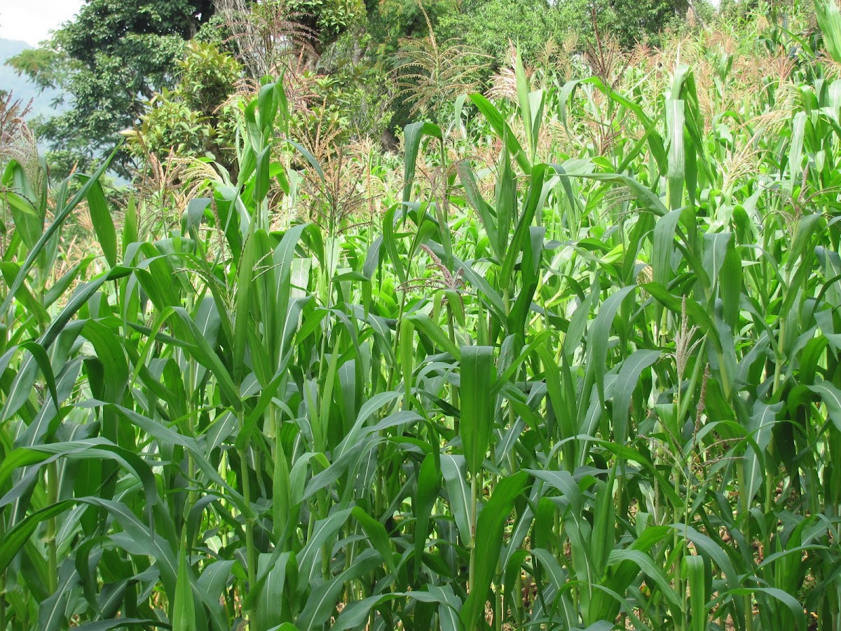 Maize