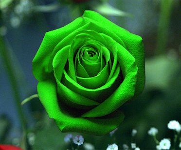 How to download Green Rose Live Wallpaper lastet apk for android