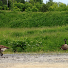 Canada goose