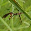 Male Hanging Fly with offering