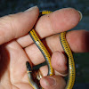 Ring-necked snake #5