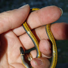 Ring-necked snake #5