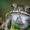 Common House Toad