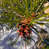 Sierra Lodgepole Pine