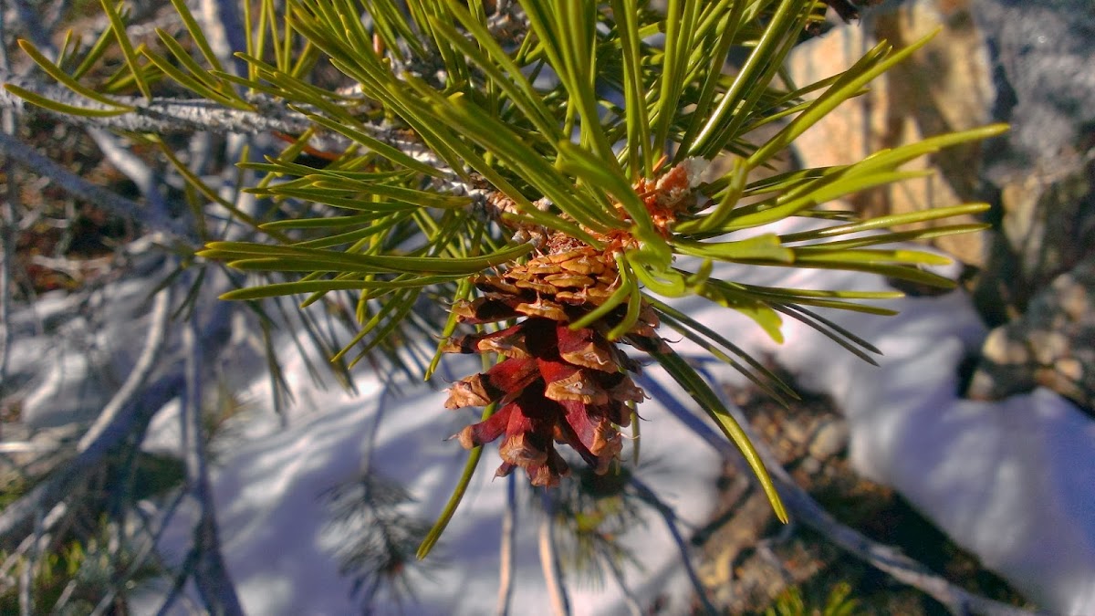 Sierra Lodgepole Pine