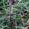 Panaeolus mushroom