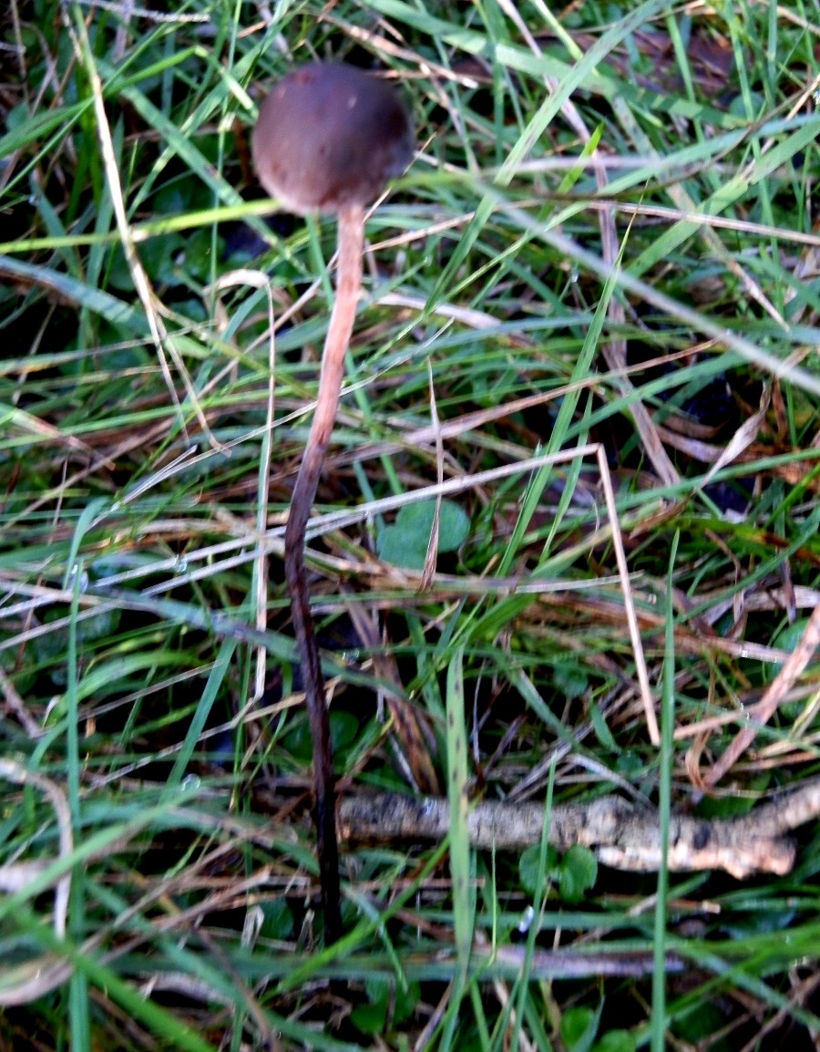 Panaeolus mushroom