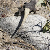 Chuckwalla