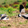 Masked (Spur-winged) Lapwing