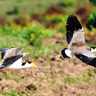 Masked (Spur-winged) Lapwing