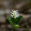 Japanese Chloranthus