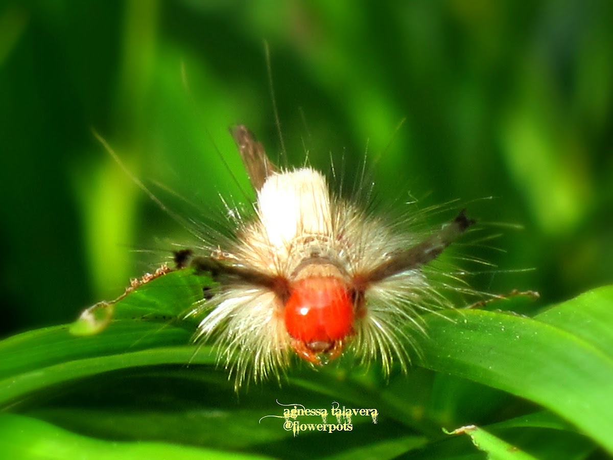 Orgyia Tussock Moth Caterpillar