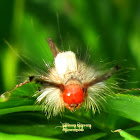 Orgyia Tussock Moth Caterpillar