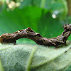 Fruit piercing moth caterpillar