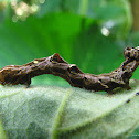 Fruit piercing moth caterpillar