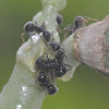 black ants