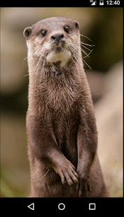 How to mod Cute Otter patch 2.0 apk for laptop