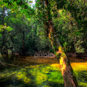by Dak Debab Photoholic - Landscapes Forests