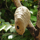 Epipona Wasp nest