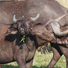 Cape Buffalo