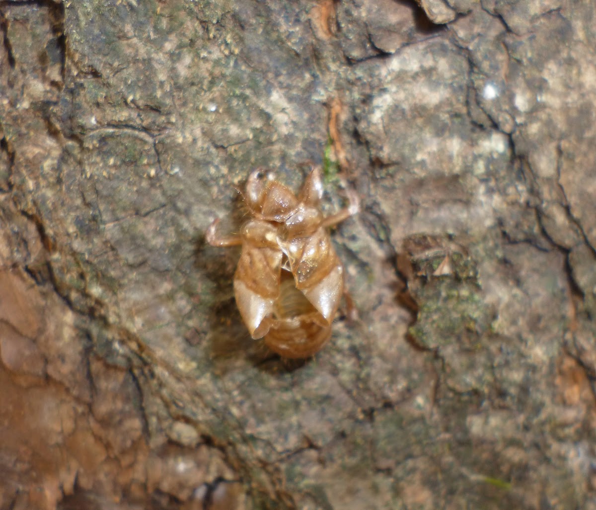 Cicada (Skin)
