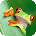 Frog sound animal sounds mobile app icon