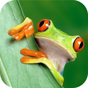 Frog sound animal sounds.apk 6.9